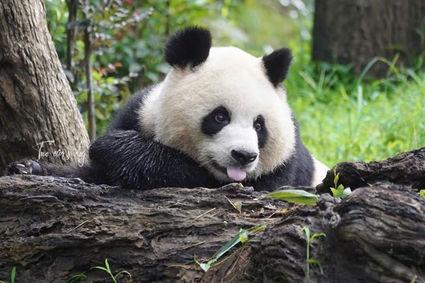 Công viên gấu trúc Thành Đô ở đâu