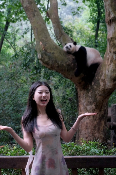 check in gấu trúc Tứ Xuyên