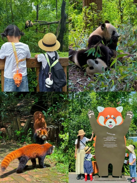 gấu trúc đỏ Tứ Xuyên