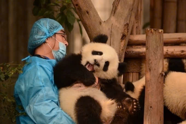 công viên gấu trúc Thành Đô