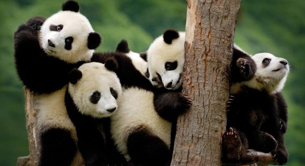 công viên gấu trúc Thành Đô