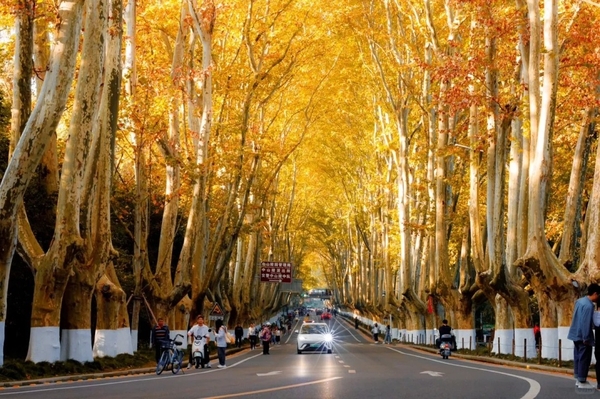 Đại lộ ngô đồng Nam Kinh