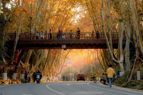 cầu treo đại lộ Nam Kinh