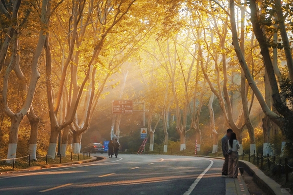 mẹo chụp ảnh đại lộ ngô đồng Nam Kinh