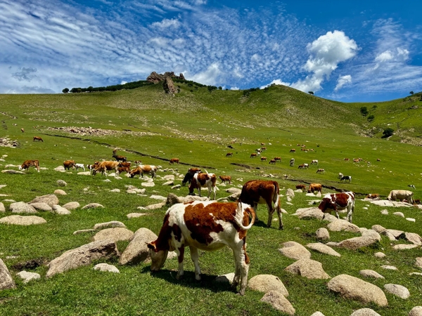 Tour du lịch Nội Mông