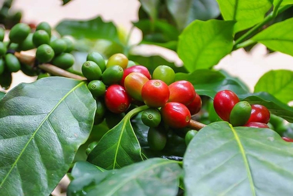 cà phê Buôn Mê Thuột
