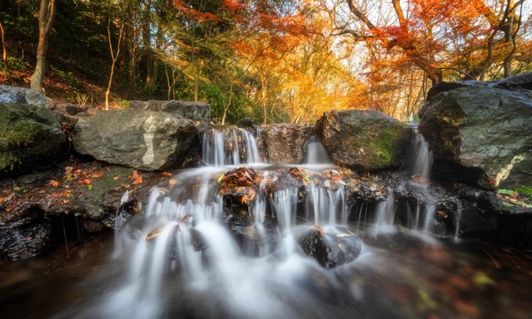 Cửu Khê Yên Thụ