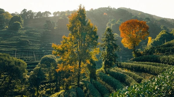 Thôn Long Tỉnh Hàng Châu