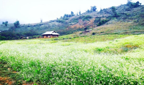 Mùa hoa cải Mộc Châu 5
