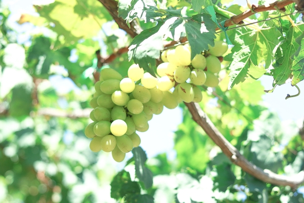 Kinh nghiệm du lịch vùng đất nho Ninh Thuận 19
