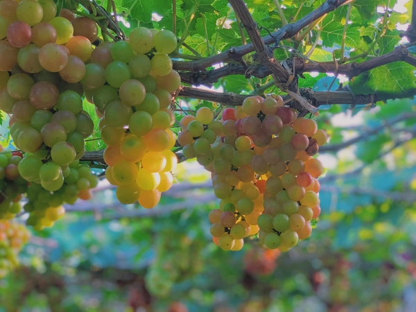 Kinh nghiệm du lịch vùng đất nho Ninh Thuận 25