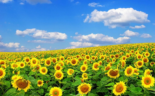 Top 5 địa điểm du lịch lý tưởng cho thời tiết tháng 3 4