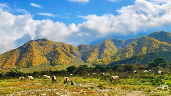 mùa thu Thanh Hải