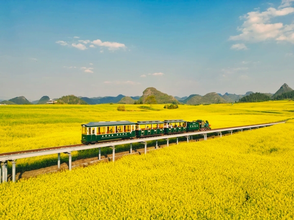 Hoa cải đầu La Bình, Côn Minh