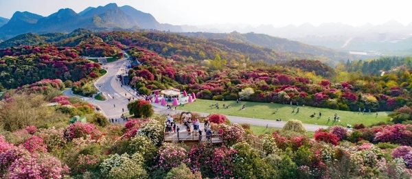 hoa đỗ quyên Quý Châu