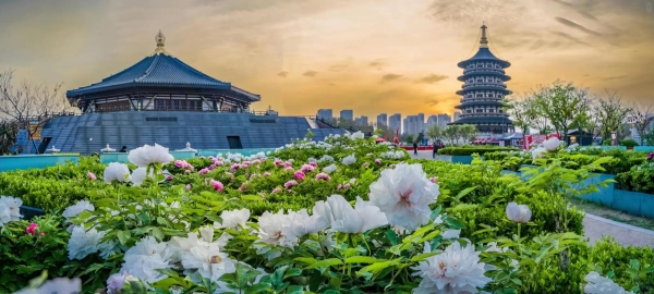 Hoa mẫu đơn Lạc Dương