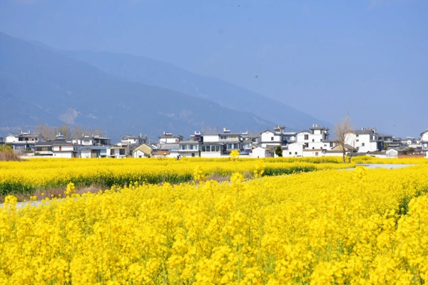 Hỉ Châu Cổ Trấn hoa cải vàng