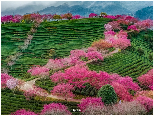 hoa anh đào Phúc Kiến