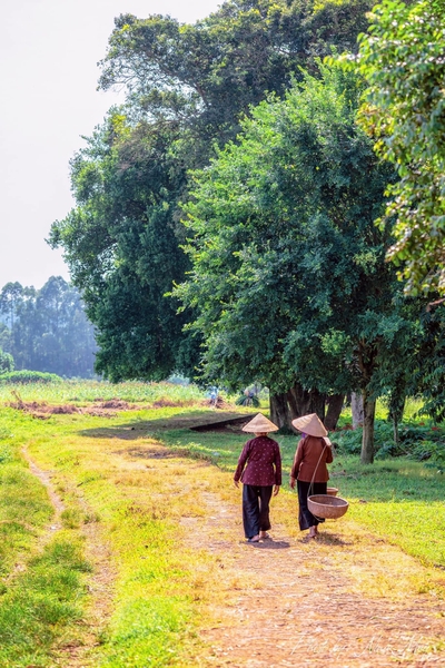 Làng cổ Đường Lâm "Cổ trấn ngủ yên" của thủ đô 13