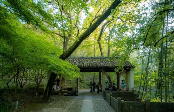 Lịch trình khám phá đường tre Vân Khê Hàng Châu