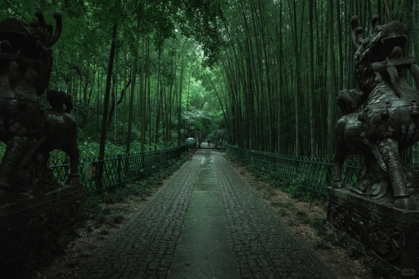 Rừng tre đẹp ở Trung Quốc