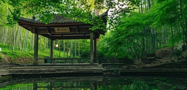 Rừng tre ở Hàng Châu