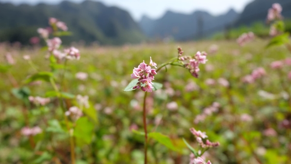 Những Địa Điểm Du Lịch Mùa Đông Ở Việt Nam 6