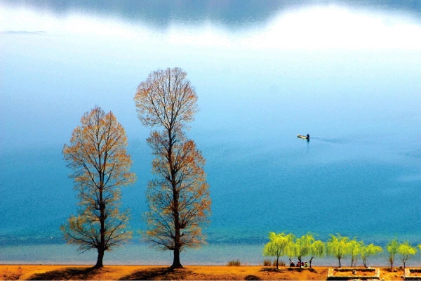 cây tình nhân hồ Lugu