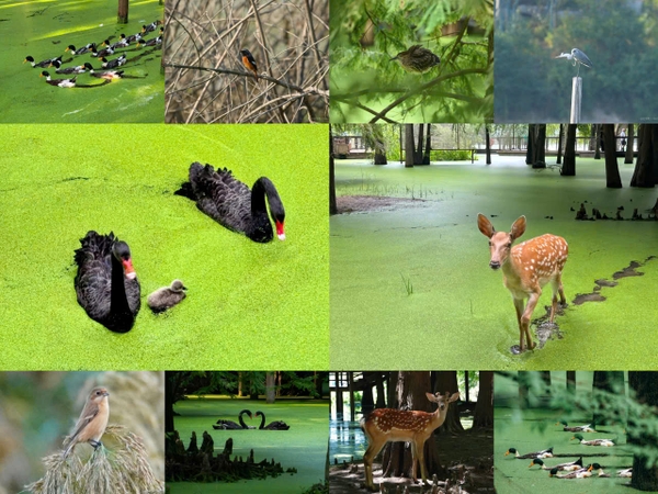 Thiên nga đen hồ Thanh Sơn