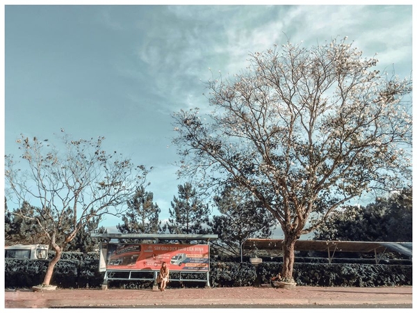 Đà Lạt đẹp bốn mùa hoa 4