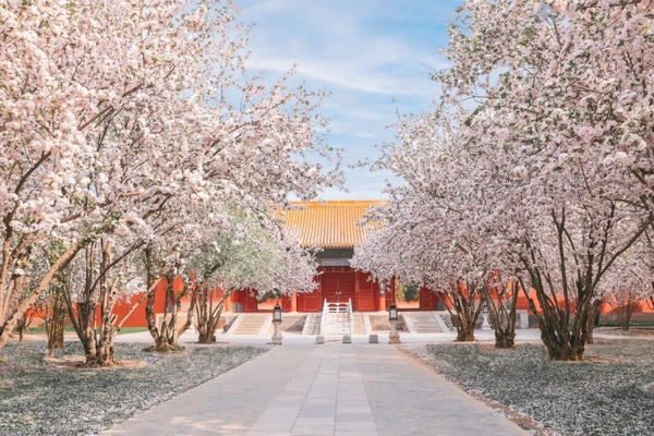 Bắc Kinh mùa hoa