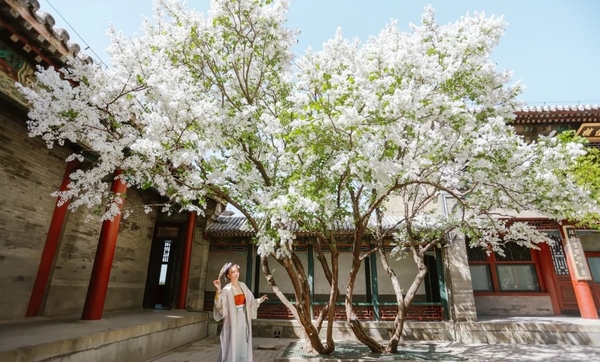 Mùa xuân Bắc Kinh có gì