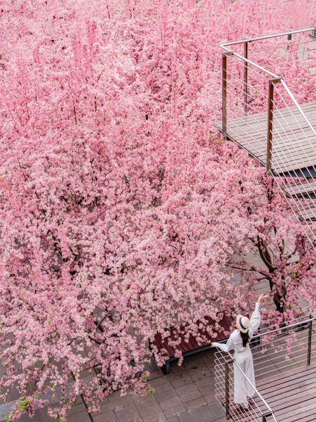 cảnh đẹp mùa xuân Bắc Kinh