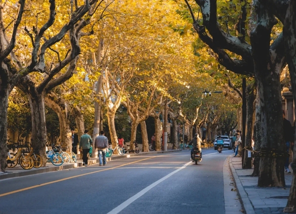 check in con đường cây ngô đồng Thượng Hải