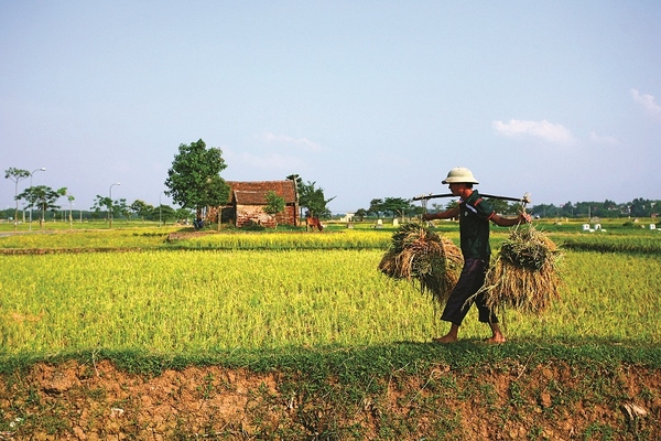 Làng cổ Đường Lâm "Cổ trấn ngủ yên" của thủ đô 2