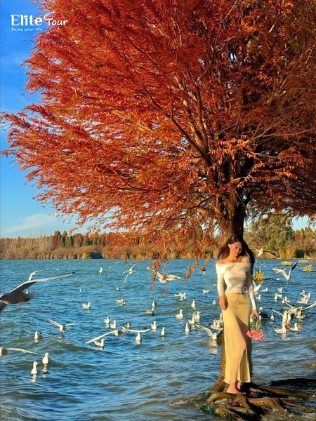 Check in hải âu công viên Lao Ngư Hà