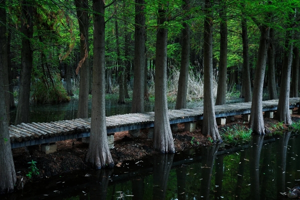 Rừng ngập nước Lao Ngư Hà