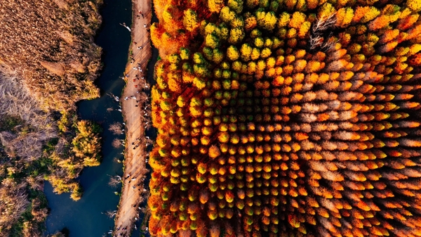 Rừng thuỷ sam công viên Lao Ngư Hà