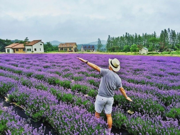 Đà Lạt đẹp bốn mùa hoa 17
