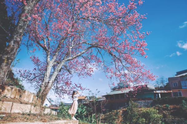 Đà Lạt đẹp bốn mùa hoa 5