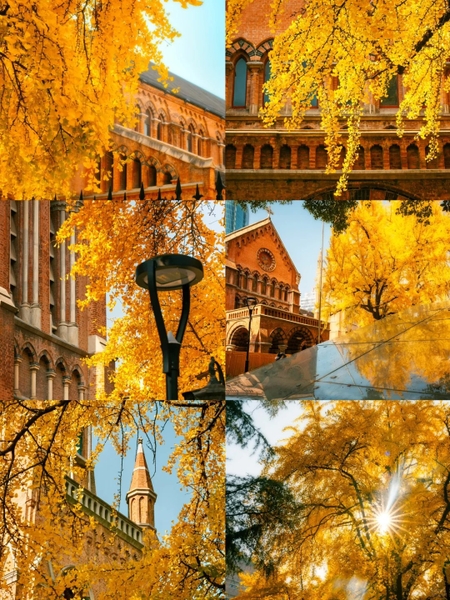 cảnh mùa thu Thượng Hải