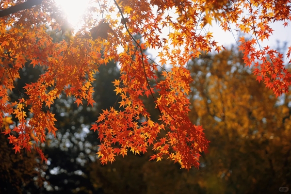 mùa thu Thượng Hải bắt đầu từ tháng mấy