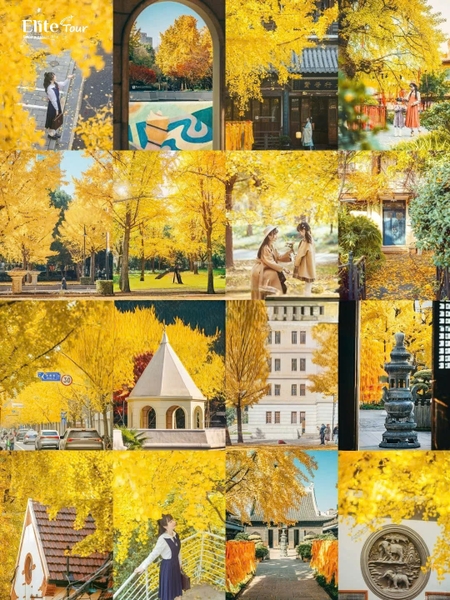 chụp ảnh mùa thu Thượng Hải