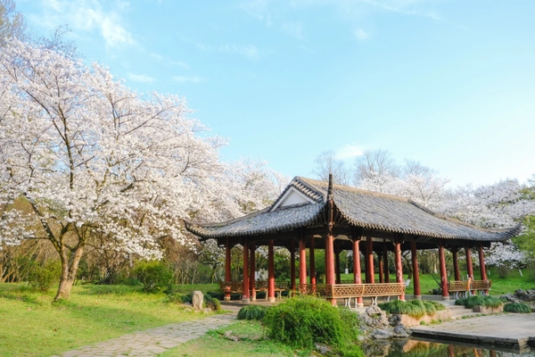 Vườn bách thảo Hàng Châu mùa hoa anh đào