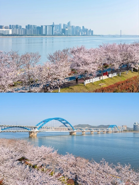 Đại lộ anh đào Tân Giang Hàng Châu