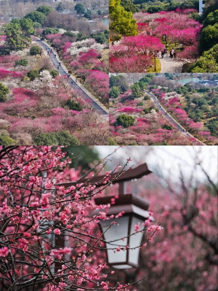 Hoa mai Siêu Sơn, Hàng Châu