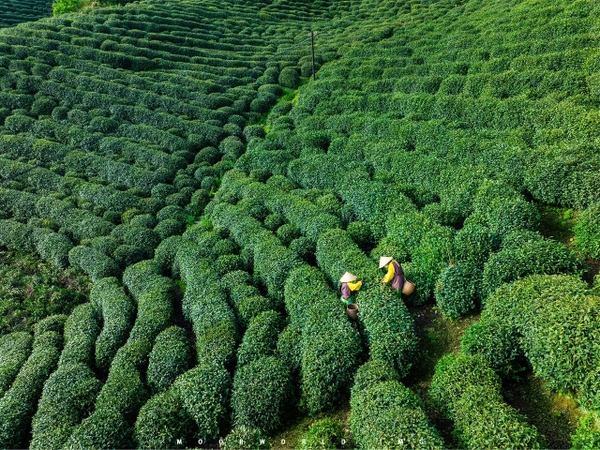 Trà Long Tỉnh Hàng Châu