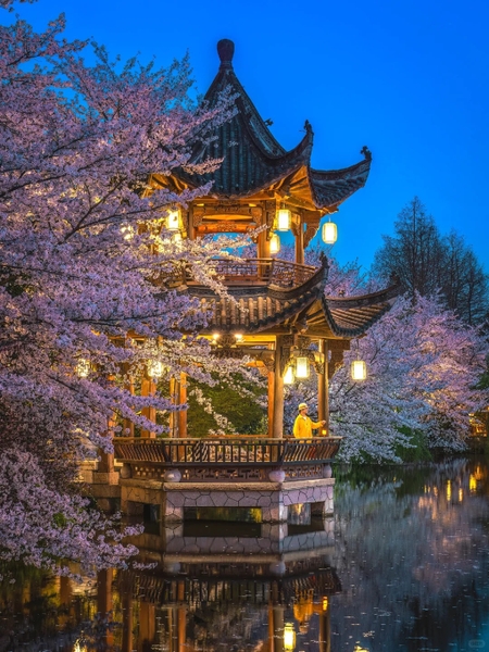 chụp ảnh mùa xuân Hàng Châu