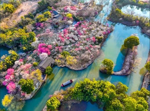 Hoa mai ở Hàng Châu