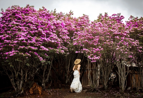 Mùa hoa đỗ quyên ở Lệ Giang
